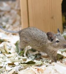 Duran, Dusty & Dan sowie Dalla, Dina & Daisy – Degu, Unbekannt, Alter unbekannt, 13057 Berlin – Foto 5