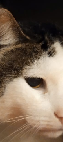 Huma – Hauskatze, Männchen, 4 Jahre, 28357 Bremen – Foto 1