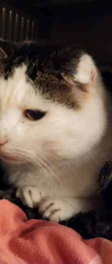 Huma – Hauskatze, Männchen, 4 Jahre, 28357 Bremen – Foto 2
