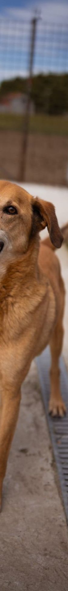 Bongo – Viszla-Mischling, Männchen, Alter unbekannt, Nordic Strays e.V. – Foto 1