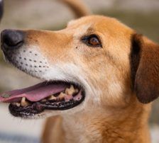 Bongo – Viszla-Mischling, Männchen, Alter unbekannt, Nordic Strays e.V. – Foto 2