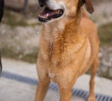 Bongo – Viszla-Mischling, Männchen, Alter unbekannt, Nordic Strays e.V. – Foto 3
