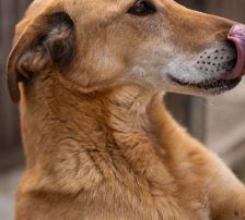 Bongo – Viszla-Mischling, Männchen, Alter unbekannt, Nordic Strays e.V. – Foto 4