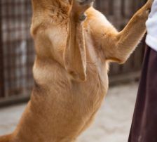 Bongo – Viszla-Mischling, Männchen, Alter unbekannt, Nordic Strays e.V. – Foto 5