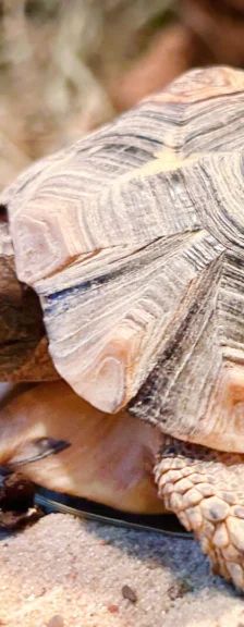 Alois Vera – Glattrand-Gelenkschildkröte, Weibchen, 2 Jahre 8 Monate, 13057 Berlin – Foto 1