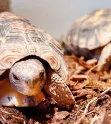Alois Vera – Glattrand-Gelenkschildkröte, Weibchen, 2 Jahre 8 Monate, 13057 Berlin – Foto 3