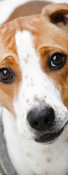 Alva – Beagle-Mix, Weibchen, 10 Monate, 13057 Berlin – Foto 1