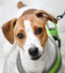 Alva – Beagle-Mix, Weibchen, 10 Monate, 13057 Berlin – Foto 2