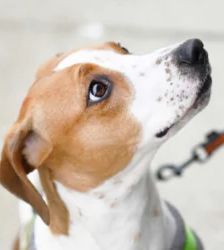 Alva – Beagle-Mix, Weibchen, 10 Monate, 13057 Berlin – Foto 3
