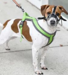 Alva – Beagle-Mix, Weibchen, 10 Monate, 13057 Berlin – Foto 4