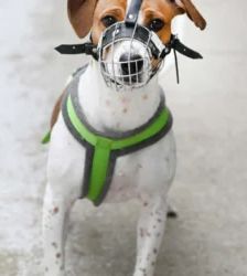 Alva – Beagle-Mix, Weibchen, 10 Monate, 13057 Berlin – Foto 5