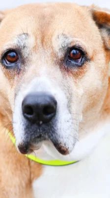 Fanni – Ridgeback-Mix, Weibchen, 10 Jahre, 13057 Berlin – Foto 1