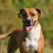 Fanni – Ridgeback-Mix, Weibchen, 10 Jahre, 13057 Berlin – Foto 2