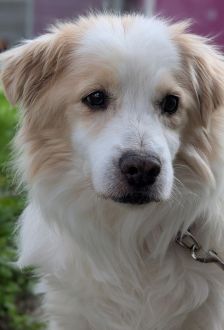 Spyke – Mischling, Männchen, 13 Jahre, 97074 Würzburg – Foto 1