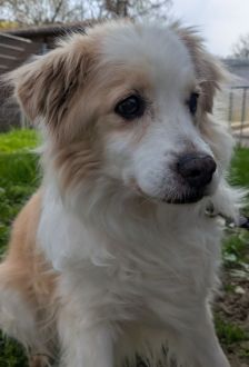 Spyke – Mischling, Männchen, 13 Jahre, 97074 Würzburg – Foto 2