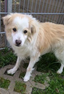 Spyke – Mischling, Männchen, 13 Jahre, 97074 Würzburg – Foto 3