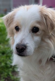 Spyke – Mischling, Männchen, 13 Jahre, 97074 Würzburg – Foto 4