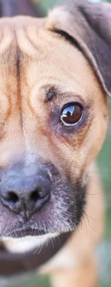 Bocky – Boxer-Mix, Männchen, 5 Jahre, 13057 Berlin – Foto 1
