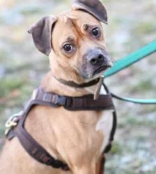 Bocky – Boxer-Mix, Männchen, 5 Jahre, 13057 Berlin – Foto 2