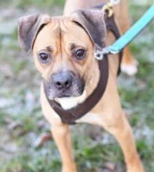 Bocky – Boxer-Mix, Männchen, 5 Jahre, 13057 Berlin – Foto 3