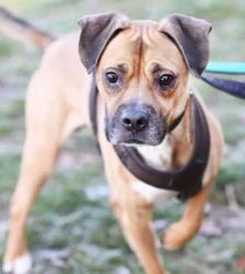 Bocky – Boxer-Mix, Männchen, 5 Jahre, 13057 Berlin – Foto 4