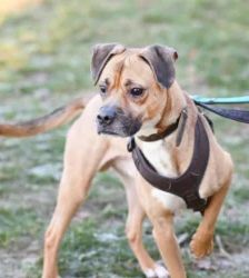 Bocky – Boxer-Mix, Männchen, 5 Jahre, 13057 Berlin – Foto 5