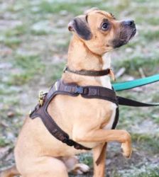 Bocky – Boxer-Mix, Männchen, 5 Jahre, 13057 Berlin – Foto 6