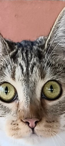 Nudel – Hauskatze, Weibchen, 5 Monate, 28357 Bremen – Foto 1