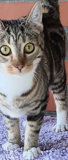 Nudel – Hauskatze, Weibchen, 5 Monate, 28357 Bremen – Foto 2