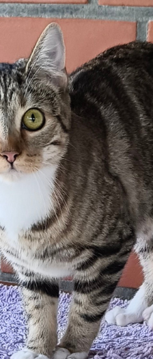 Nudel – Hauskatze, Weibchen, 5 Monate, 28357 Bremen – Foto 3