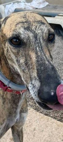 Sony – Galgo-Mischling, Männchen, 2 Jahre 3 Monate, 65520 Bad Camberg – Foto 1