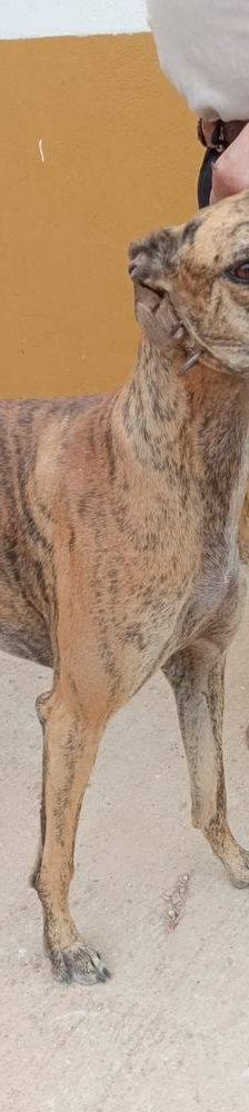 Sony – Galgo-Mischling, Männchen, 2 Jahre 3 Monate, 65520 Bad Camberg – Foto 2