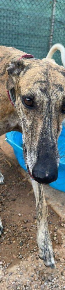 Sony – Galgo-Mischling, Männchen, 2 Jahre 3 Monate, 65520 Bad Camberg – Foto 11