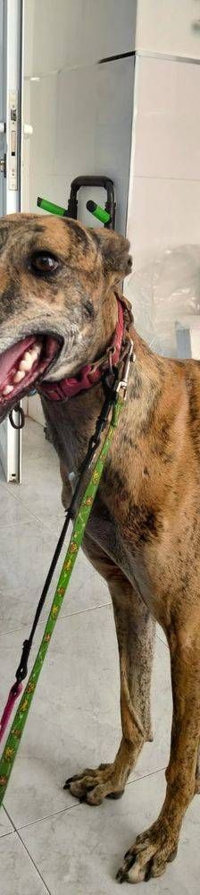 Sony – Galgo-Mischling, Männchen, 2 Jahre 3 Monate, 65520 Bad Camberg – Foto 12