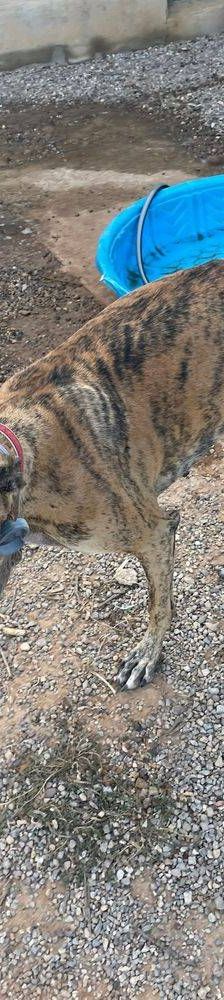 Sony – Galgo-Mischling, Männchen, 2 Jahre 3 Monate, 65520 Bad Camberg – Foto 13
