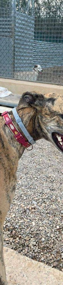 Sony – Galgo-Mischling, Männchen, 2 Jahre 3 Monate, 65520 Bad Camberg – Foto 14