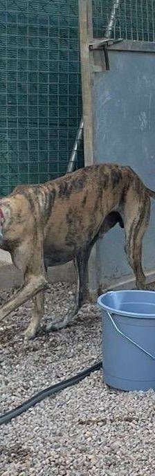 Sony – Galgo-Mischling, Männchen, 2 Jahre 3 Monate, 65520 Bad Camberg – Foto 15