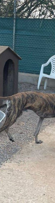 Sony – Galgo-Mischling, Männchen, 2 Jahre 3 Monate, 65520 Bad Camberg – Foto 16