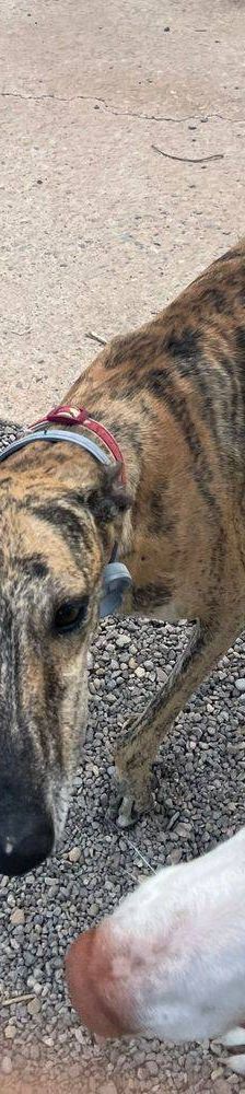 Sony – Galgo-Mischling, Männchen, 2 Jahre 3 Monate, 65520 Bad Camberg – Foto 17