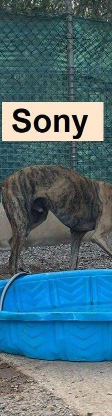 Sony – Galgo-Mischling, Männchen, 2 Jahre 3 Monate, 65520 Bad Camberg – Foto 18