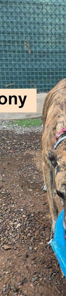 Sony – Galgo-Mischling, Männchen, 2 Jahre 3 Monate, 65520 Bad Camberg – Foto 19