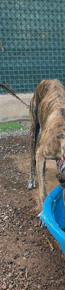 Sony – Galgo-Mischling, Männchen, 2 Jahre 3 Monate, 65520 Bad Camberg – Foto 20