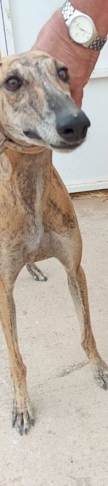 Sony – Galgo-Mischling, Männchen, 2 Jahre 3 Monate, 65520 Bad Camberg – Foto 3