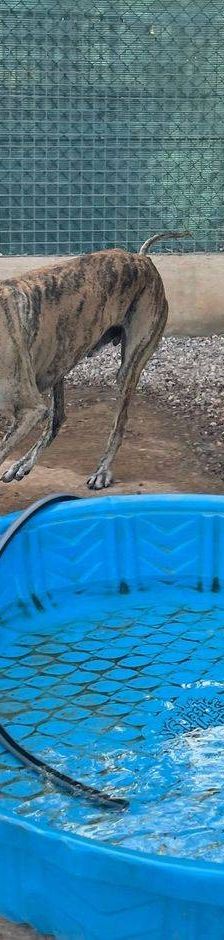 Sony – Galgo-Mischling, Männchen, 2 Jahre 3 Monate, 65520 Bad Camberg – Foto 21