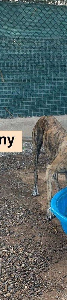 Sony – Galgo-Mischling, Männchen, 2 Jahre 3 Monate, 65520 Bad Camberg – Foto 22