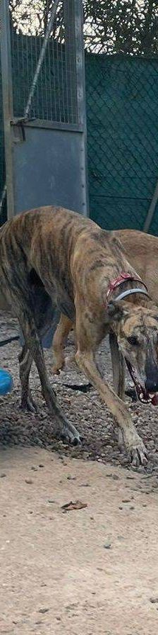 Sony – Galgo-Mischling, Männchen, 2 Jahre 3 Monate, 65520 Bad Camberg – Foto 23