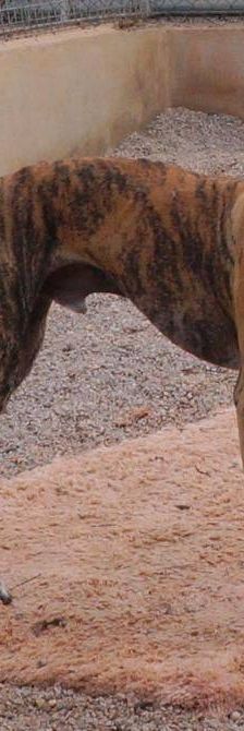 Sony – Galgo-Mischling, Männchen, 2 Jahre 3 Monate, 65520 Bad Camberg – Foto 4