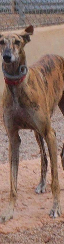 Sony – Galgo-Mischling, Männchen, 2 Jahre 3 Monate, 65520 Bad Camberg – Foto 5