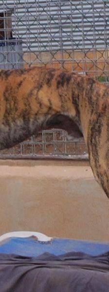 Sony – Galgo-Mischling, Männchen, 2 Jahre 3 Monate, 65520 Bad Camberg – Foto 6