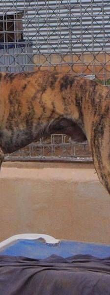Sony – Galgo-Mischling, Männchen, 2 Jahre 3 Monate, 65520 Bad Camberg – Foto 7